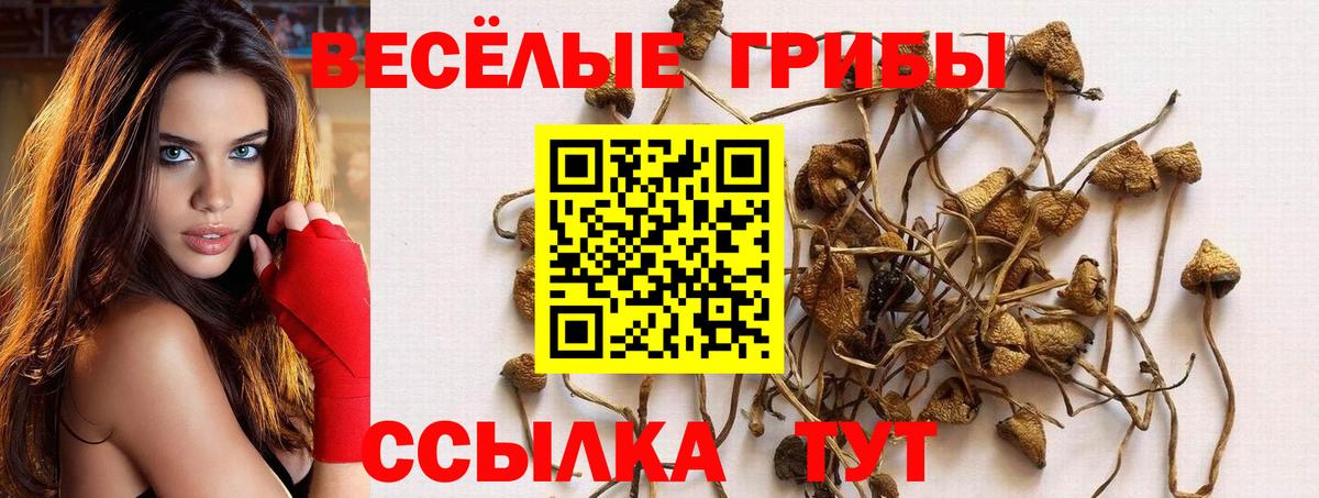 Новоалександровск  Галлюциногенные грибы GOLDEN TEACHER  Вход с VPN  Псилоцибиновые грибы ЛСД 